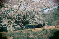 花より男子