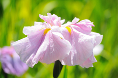 花開く