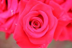 ルイ・ドゥ・フュネ