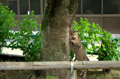 公園的美猫コンテスト