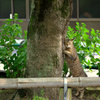 公園的美猫コンテスト
