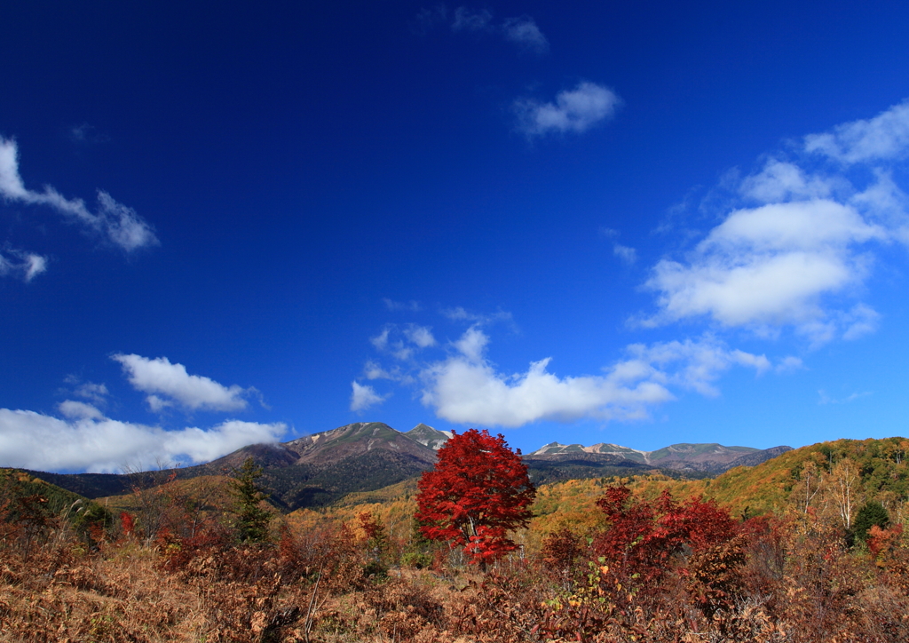 紅　高原のヒロイン