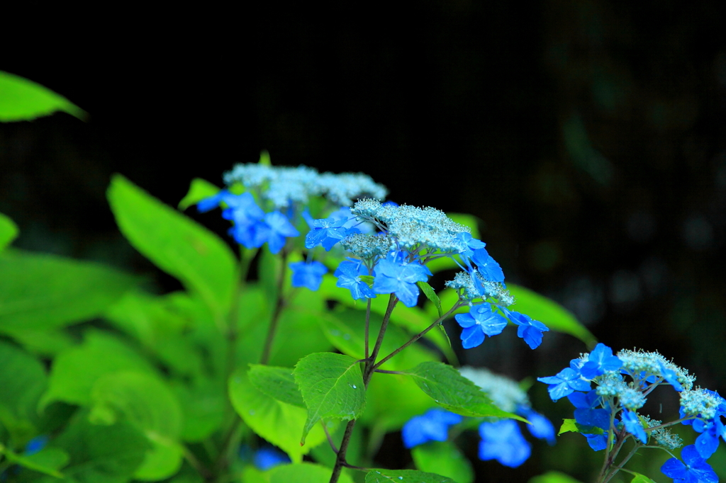 Wet　Blue　Stars