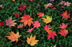Colored leaves topping
