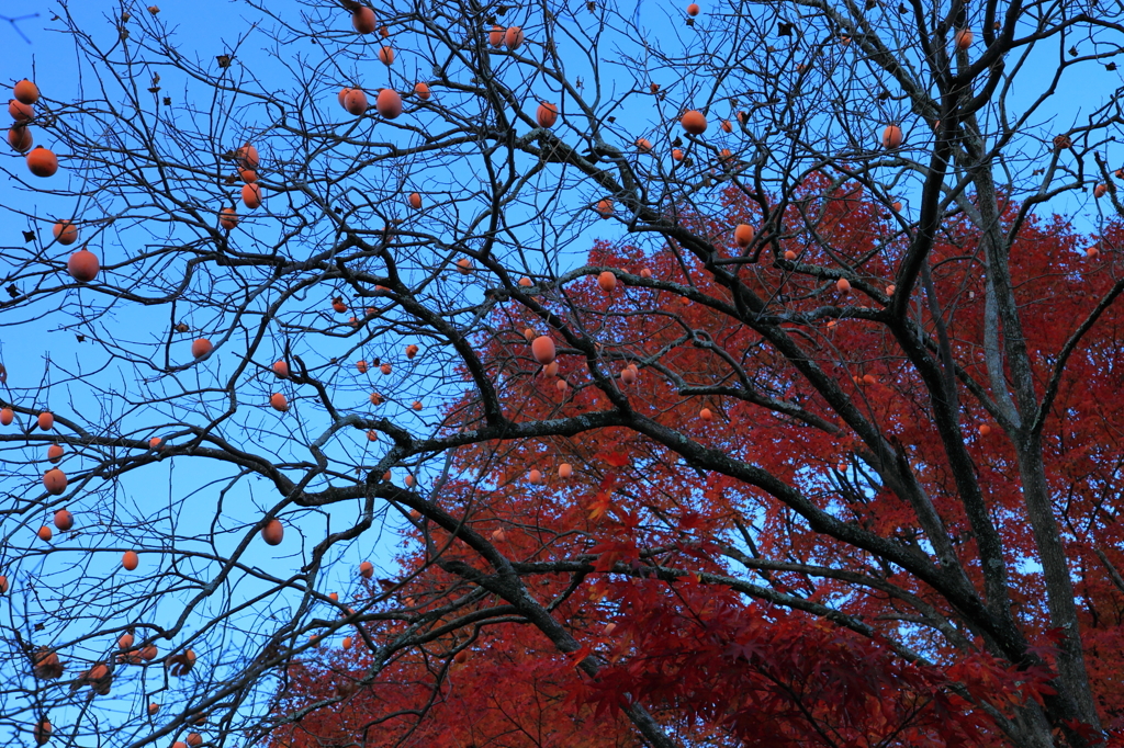 日本の秋色