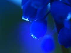 らんぷ
