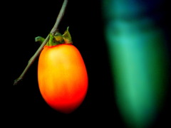柿の雫・・蒼い竹