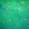 Field