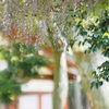 Japanese wisteria Ⅱ 
