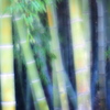 Where is kaguya?
