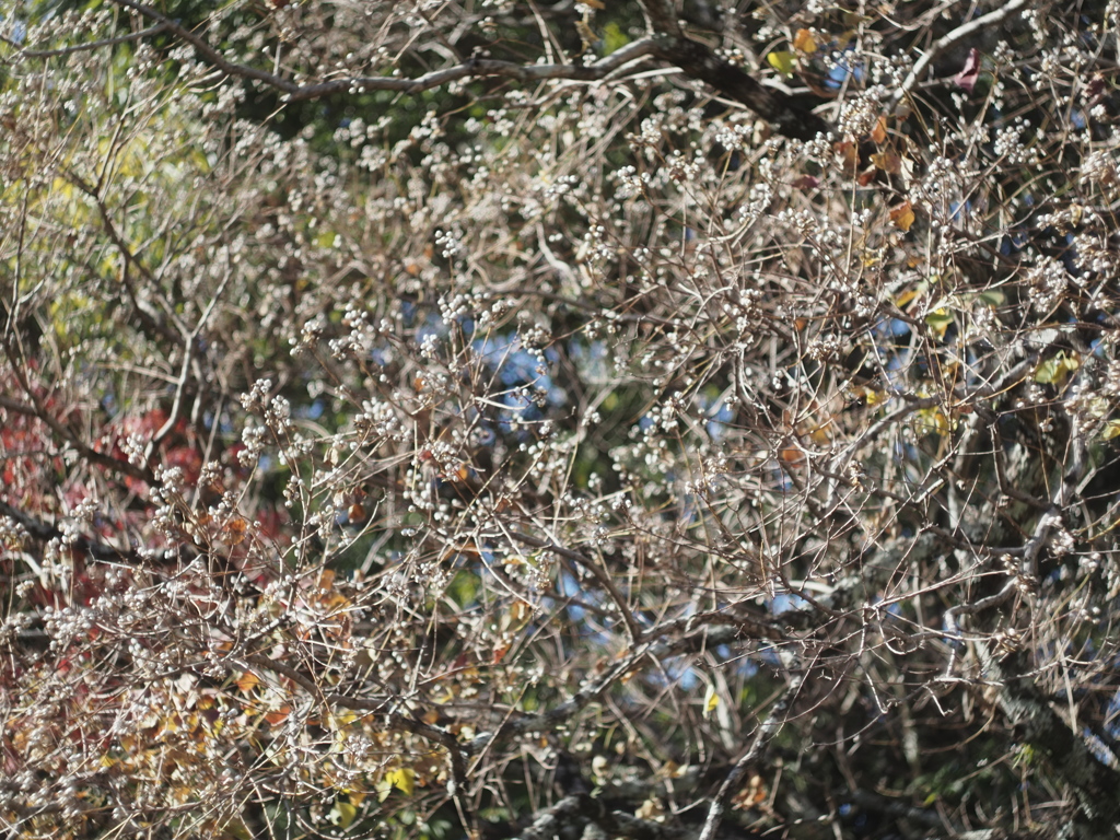 花盛りで春に向かう