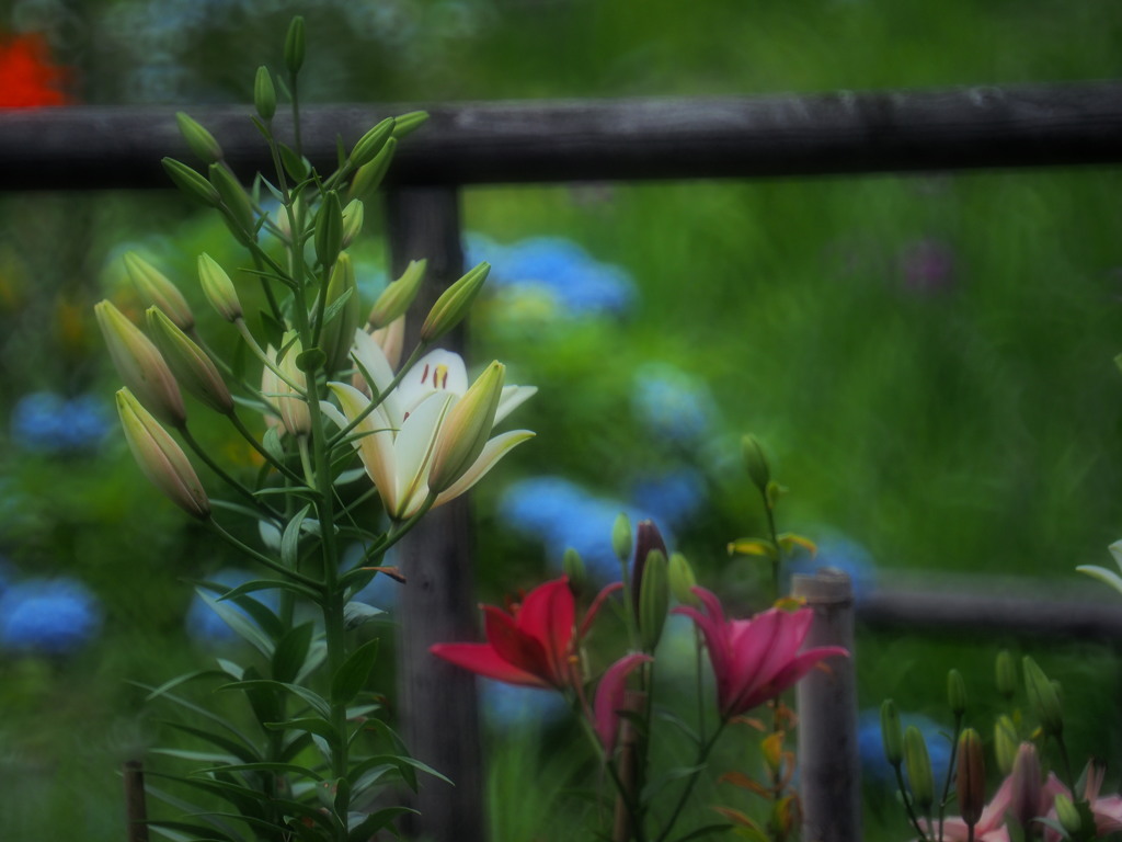 蕾