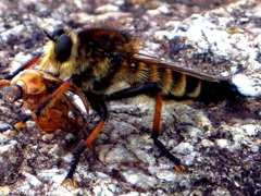 むしむし大行進１