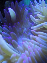 イソギンチャク