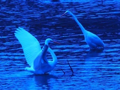 Like a swan