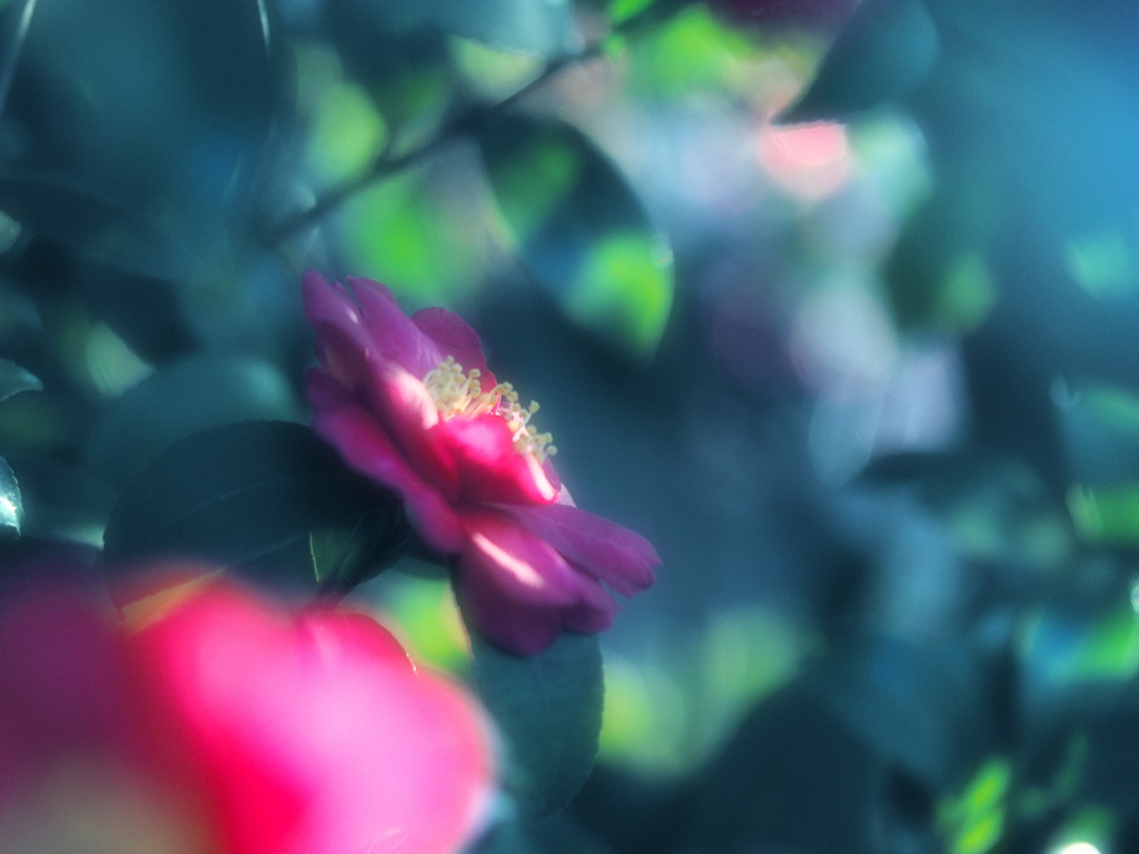 山茶花