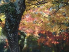 ノキシノブの向こうは花盛り