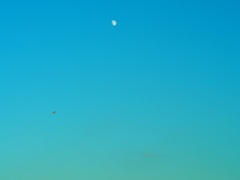 ムーンとブーン