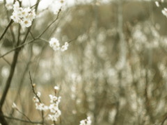 雪の花・・