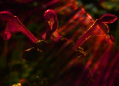Nature´ｓ　illuminationⅡ
