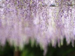 Wisteria ikumaika