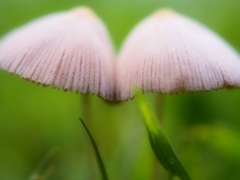 草木の秋Ⅲ
