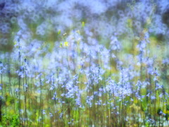 field