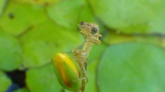 どこかで見た顔？ET！