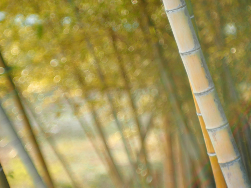Woods of a bamboo