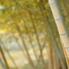 Woods of a bamboo