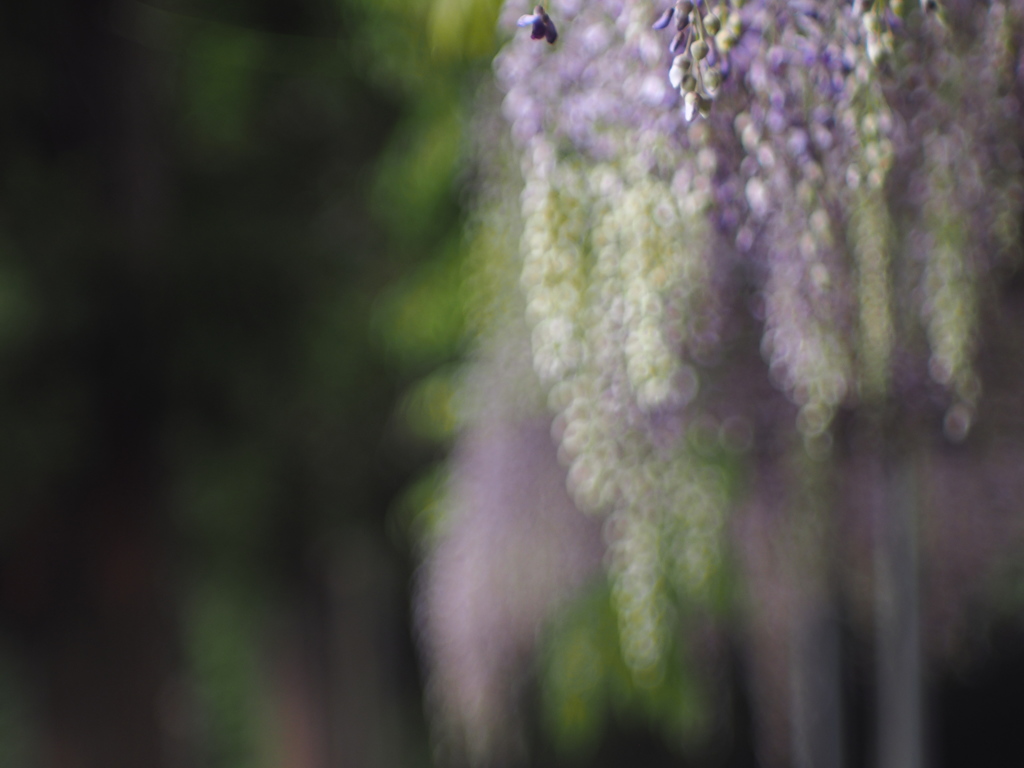 Wisteria ikumaika2