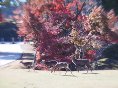 比べっこ（絞り込み）