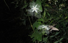 夜咲く花に来るのは　Ⅰ