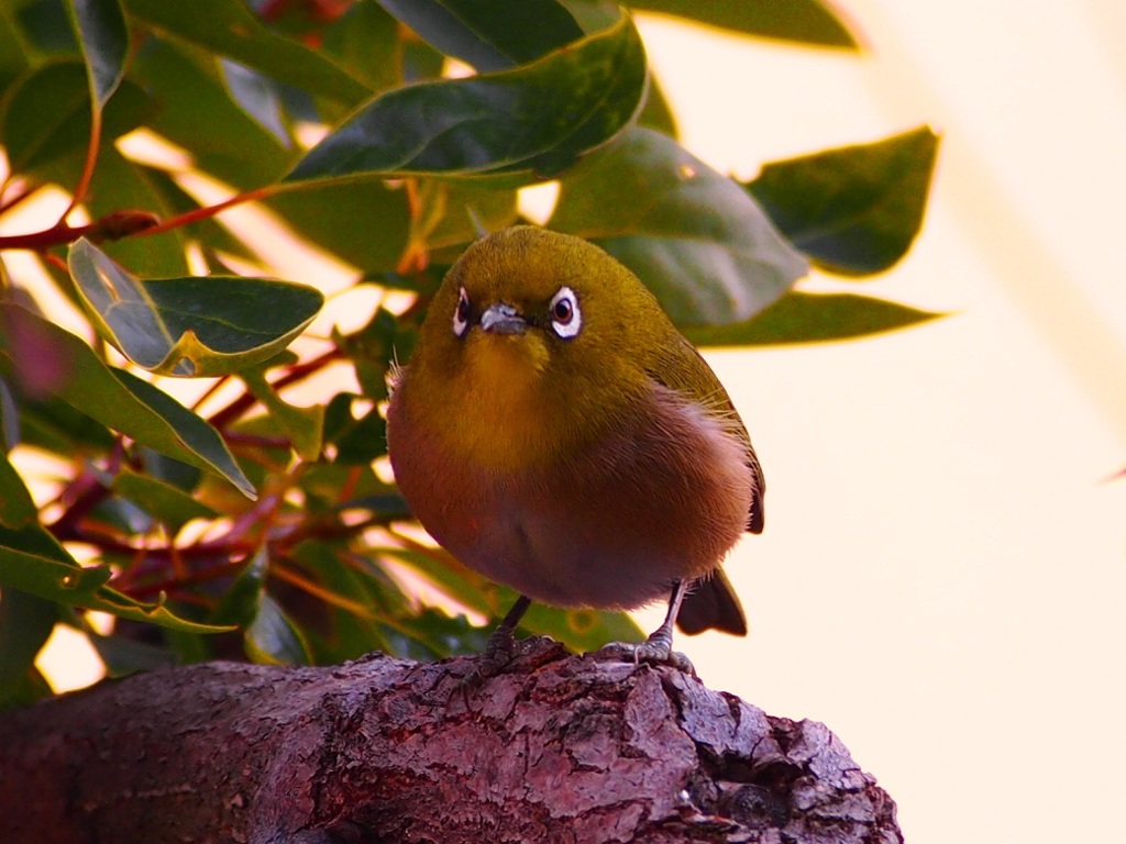 こんなこみたことない