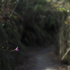 ささ、山路は花もまばらに