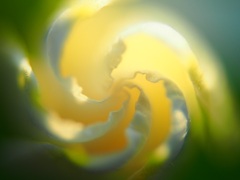もうすぐ咲きます・・Ⅰ