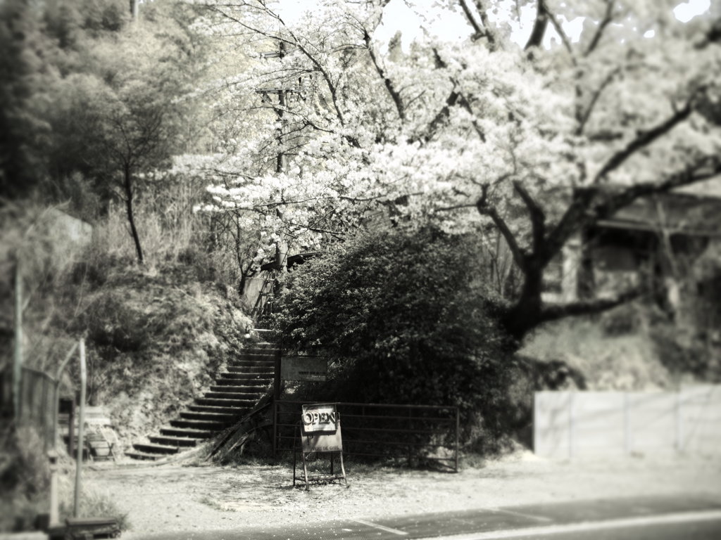 桜の向こう