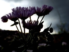 ヒメジョオン・・かと