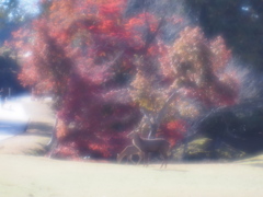 比べっこ（開放）