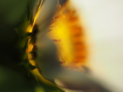 陽集