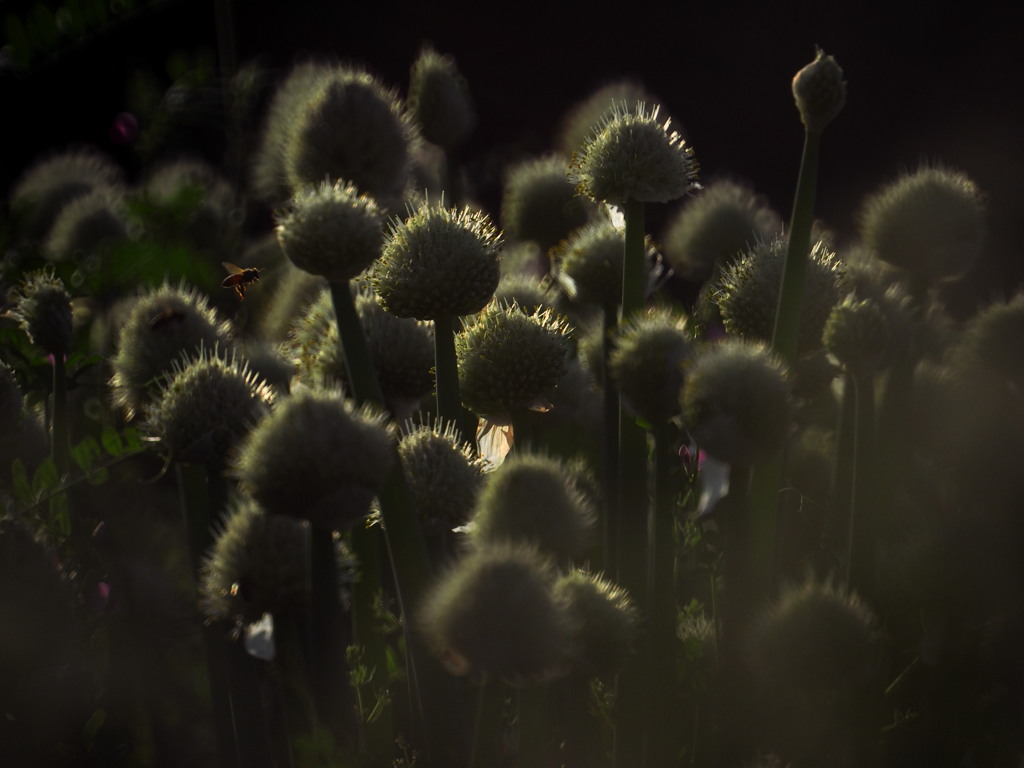 season of  bees