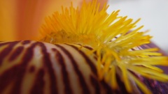 ジャーマンアイリス