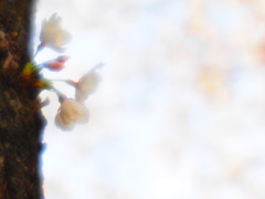 満開