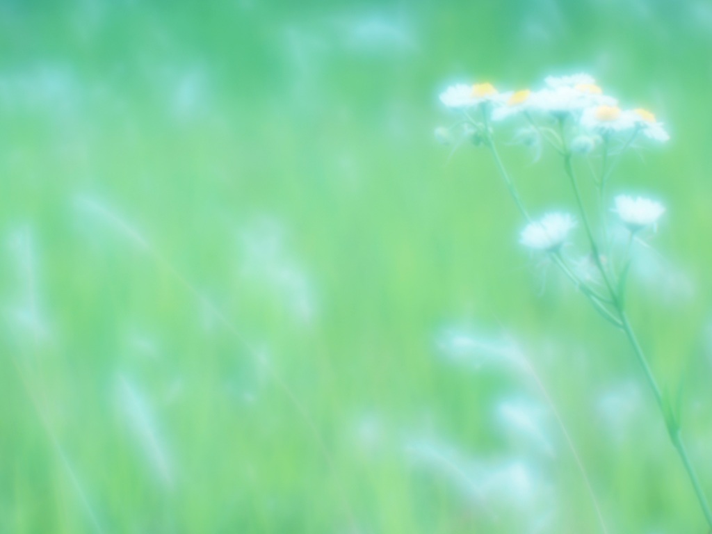 空き地と云う名