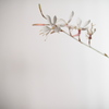 Gaura３