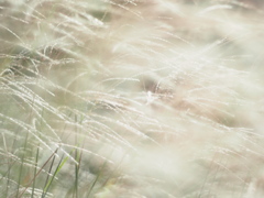 silver grass Ⅱ