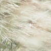 silver grass Ⅱ