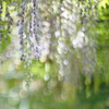 Japanese wisteria