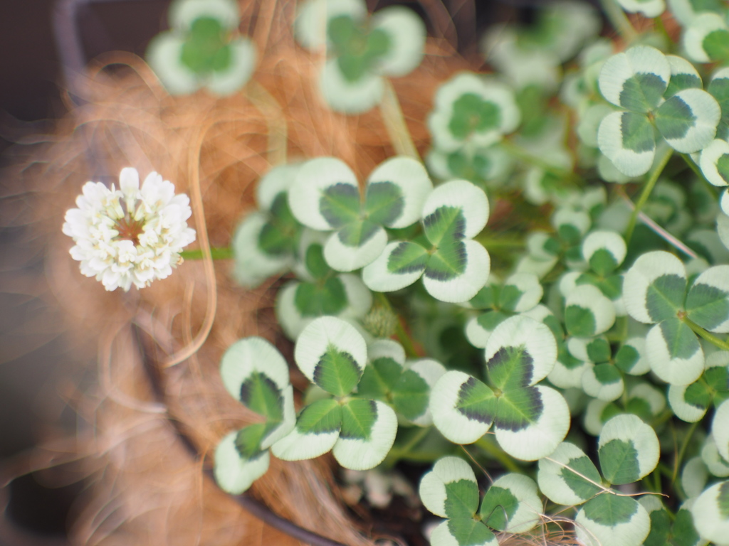 Where is a happy clover ?