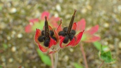 アメリカフウロ